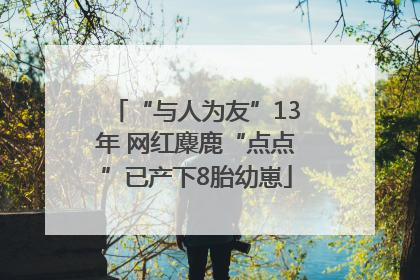 “与人为友”13年 网红麋鹿“点点”已产下8胎幼崽